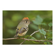 Male Ruby-crowned Kinglet, Regulus calendula