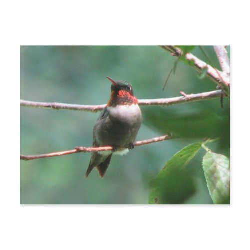 Male Ruby-throat Postcard postcard