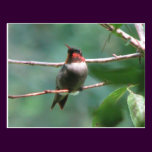 Male Ruby-throat Postcard postcards