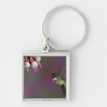 Male Ruby throated Hummingbird, Archilochus 2 Keychains