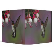 Male Ruby throated Hummingbird, Archilochus Binder