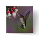 Male Ruby throated Hummingbird, Archilochus Pinback Button