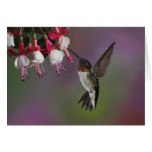 Male Ruby throated Hummingbird, Archilochus Greeting Cards