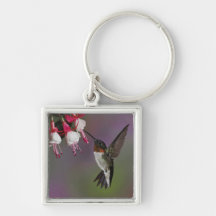 Male Ruby throated Hummingbird, Archilochus Key Chain