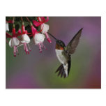 Male Ruby throated Hummingbird, Archilochus Postcards