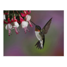 Male Ruby throated Hummingbird, Archilochus Postcards