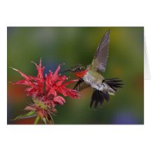 Male Ruby-throated Hummingbird feeding on Cards