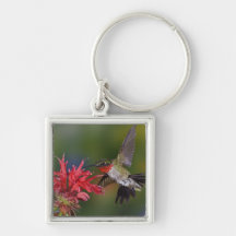 Male Ruby-throated Hummingbird feeding on Keychain