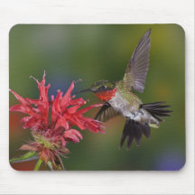 Male Ruby-throated Hummingbird feeding on Mousepad