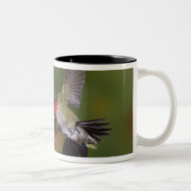 Male Ruby-throated Hummingbird feeding on Coffee Mugs