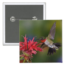 Male Ruby-throated Hummingbird feeding on Pins