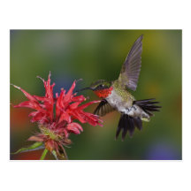 Male Ruby-throated Hummingbird feeding on Post Card
