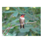 Male Ruby Throated Hummingbird