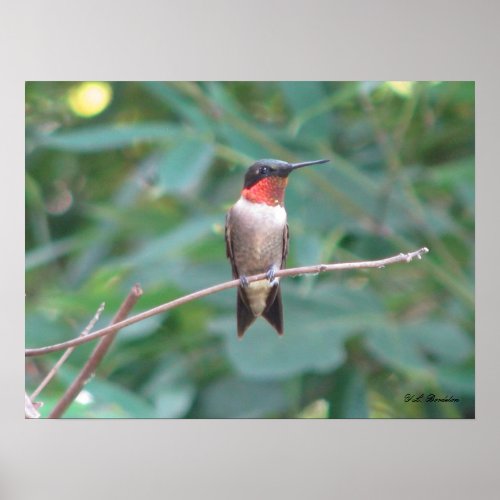 Male Ruby Throated Hummingbird print