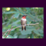 Male Ruby Throated Hummingbird posters
