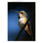 Male Rufous Hummingbird - Cards