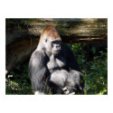 Male Silver-back Gorilla Poster posters by FNolan Male Silver-back Gorilla Poster posters