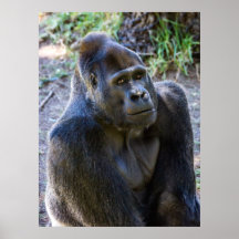 Male Silverback Gorilla Print