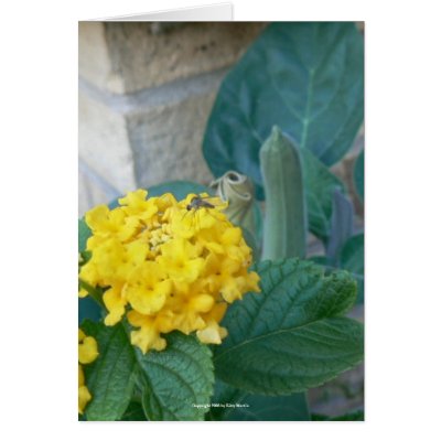 Male "Skeeter" on Lantana Card by codfishlady