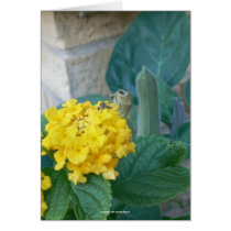 Male "Skeeter" on Lantana cards by codfishlady Male "Skeeter" on Lantana cards