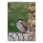 Male Sparrow Card cards