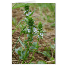 male speedwell wish card