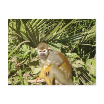 Male spider monkey postcards