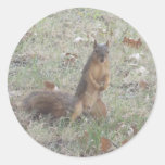 male Squirrel sticker