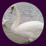 Male Swan Bird