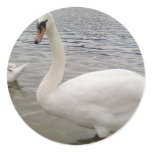 Male Swan Bird
