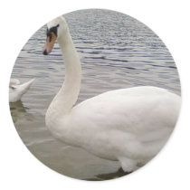 Male Swan Bird stickers