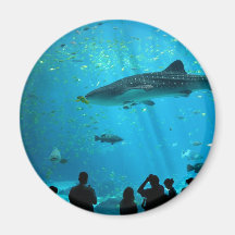 Male Whale Shark at Georgia Aquarium Magnets