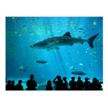 Male Whale Shark at Georgia Aquarium Postcard