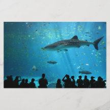 Male Whale Shark Flyers