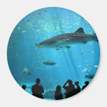 Male Whale Shark Magnets