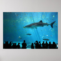 Male Whale Shark Posters