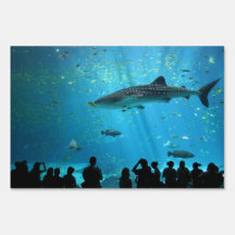 Male Whale Shark Signs