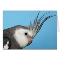 Male Whiteface Cockatiel Card