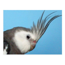 Male Whiteface Cockatiel Post Card