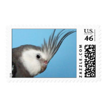 Male Whiteface Cockatiel Postage