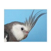 Male Whiteface Cockatiel Post Card