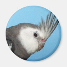 Male Whiteface Cockatiel Refrigerator Magnets