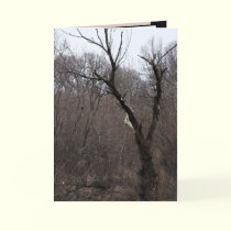 Malificent Tree cards by MoiraAshleigh Malificent Tree cards