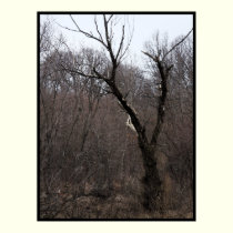 Malificent Tree posters