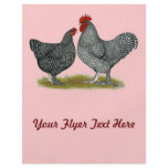 Maline Chickens flyers