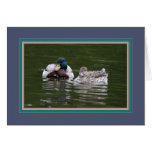 mallard and northern pintail_1657 cards