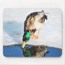 Mallard beauty Mousepad mousepads