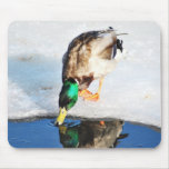 Mallard beauty Mousepad