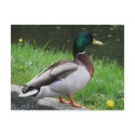 Mallard - Bird postcard by mmersdesign Mallard - Bird postcard