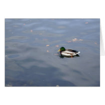 Mallard Blur card